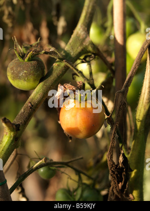 Tomaten und Knollenfäule Stockfoto