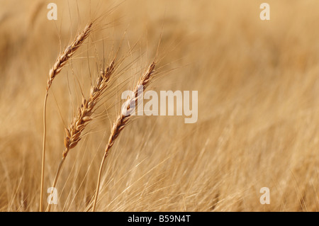 Isolierte Weizenpflanzen im Feld Stockfoto