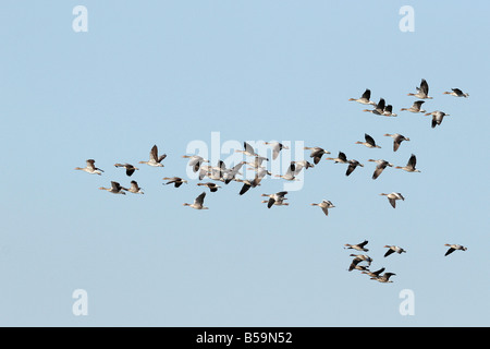 Graugans, Lag der Graugans (Anser Anser), scharen sich im Flug Stockfoto