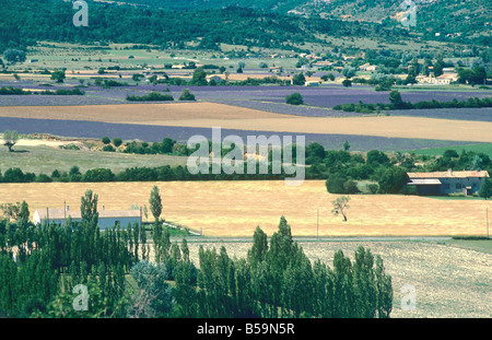 LAVENDELFELDER 'SAULT' TAL PROVENCE FRANKREICH Stockfoto