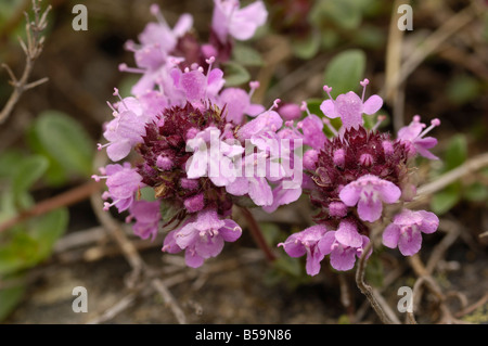 Wilder Thymian, Thymus Polytrichus, Ötztal Valley, Tirol, Österreich Stockfoto