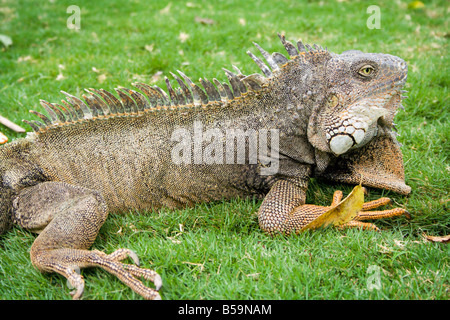 Leguan in Parque Bolivar Bol Var Seminario Park Ecuador Südamerika Stockfoto