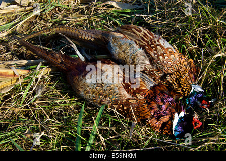 Klammer der beiden Toten Fasane nach einem erfolgreichen Hochland Spiel Vogel-Jagd Stockfoto