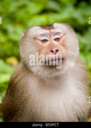 Nahaufnahme von Makaken in Khao Yai Nationalpark Thailand Stockfoto