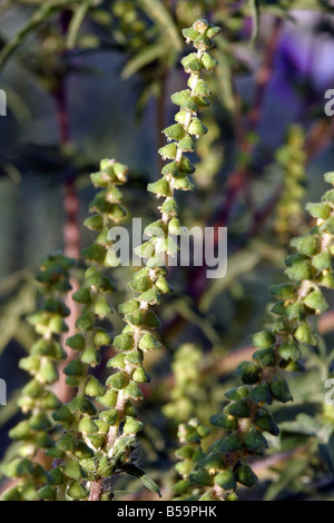 Jährliche Ragweed gemeinsame Ragweed Ambrosia Artemisiifolia Blüte Stockfoto