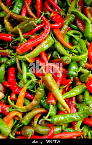 Chilli zum Verkauf an ein New Yorker grünen Markt. Stockfoto