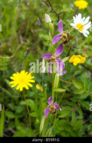 Biene Orchidee Ophrys Apifera Cosmeston Seen Land Park Penarth Vale von Glamorgan-Süd-wales Stockfoto