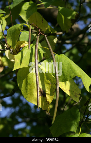 Indische Bean Tree, Catalpa Bignonioides, Catalpa. Süd Ost USA Amerika Stockfoto