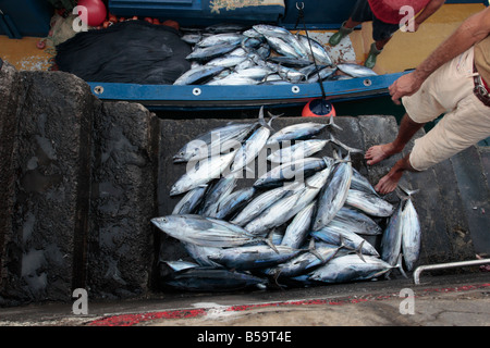 Bonito Thunfisch Fisch entladen wird, von den Booten in Playa San Juan-Teneriffa-Kanarische Inseln-Spanien Stockfoto