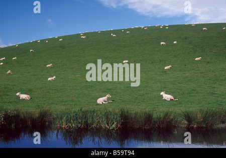 Schafe, die verstreut auf einer geschwungenen Hügel über dem Montgomery Kanal in der Nähe von Welshpool, Powys, Wales, Großbritannien Stockfoto