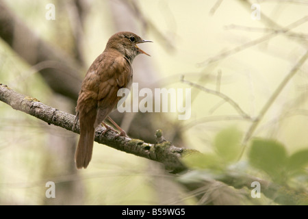 Nachtigall (Luscinia Megarhynchos) im Lied Stockfoto