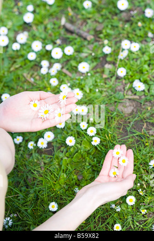 Frau Kommissionierung Daises im park Stockfoto