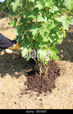 MIT KOMPOST ALS MULCH RUNDE SCHWARZE AKTUELLE BÜSCHE Stockfoto