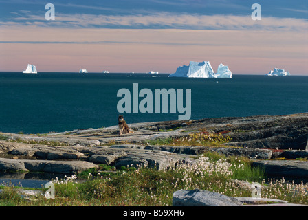 Ufer-Plattform mit Herbst Tundra, Eisberge in der Disko-Bucht, Qeqertarsuaq (Godhavn) auf Diskoinsel, Westküste, Grönland Stockfoto