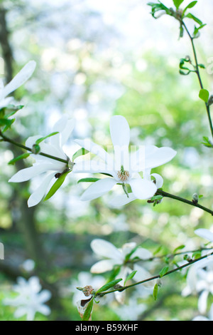 blühende Magnolien im park Stockfoto