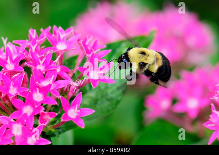 Eine Braungurted Hummel, Bombus griseocollis, ernährt sich vom Nektar der Pentas lanceolata Blüten. Oklahoma, USA. Stockfoto