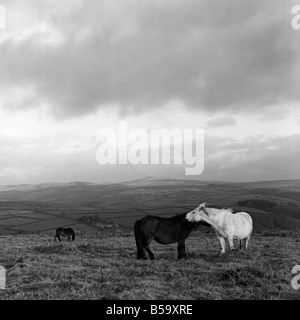 Dartmoor Ponys Grooming, Datmoor National Park, England. Stockfoto