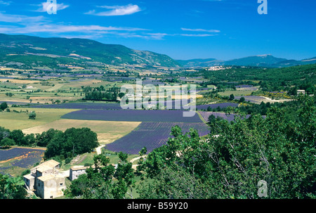 LAVENDELFELDER 'SAULT' TAL PROVENCE FRANKREICH Stockfoto