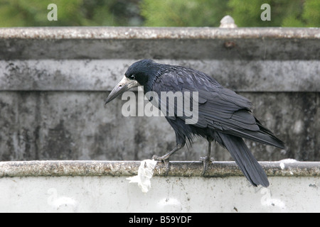 Turm (Corvus Frugilegus) thront auf einem Metallzaun Stockfoto