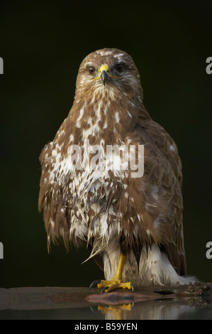 Gemeinsamen Bussard Baden im Wald Pool Buteo Buteo Ungarn BI015916 Stockfoto