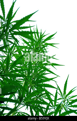 ein Blätter der Hanf Closeup auf weißem Hintergrund Stockfoto