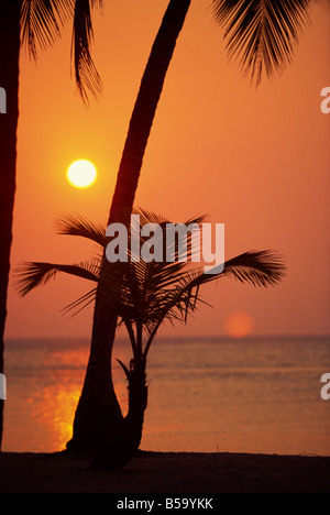 Palme, die Silhouette gegen den Sonnenuntergang in West Bay an der Westspitze von Roatan, Honduras, Karibik Stockfoto