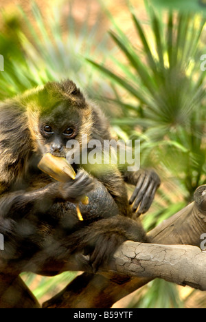 SÜDAMERIKA ABENDESSEN NAHRUNG BAUM VEGETATION WACHSAM WILD YUM LECKER ZOO MONO CHANGO COMER COMIENDO PLATANO RAMAS HAMBRE HAMBRIENTO FRUTA MASCOTA Stockfoto