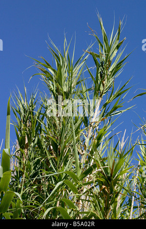 Pfahlrohr (Arundo Donax) Stockfoto
