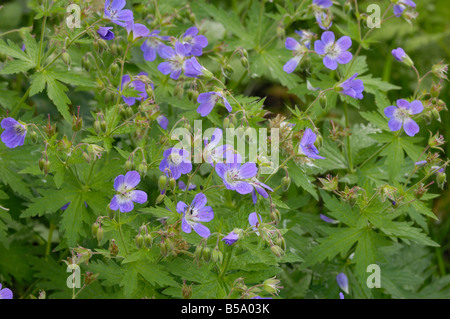 Wiese des Krans-Bill, Geranium Pratense, Wildblumen, Berchtesgadener Nationalpark, Bayern, Deutschland Stockfoto