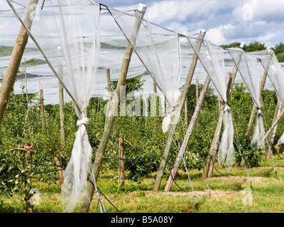 Große Folientunnel schützen frühes Wachstum von Obstbäumen in der französischen Landschaft Tarn et Garonne Frankreich Europa Stockfoto