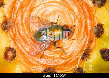 Greenbottle Fly (Lucilia Caesar) auf Feigenkaktus Frucht (Opuntia Ficus-Indica) Stockfoto