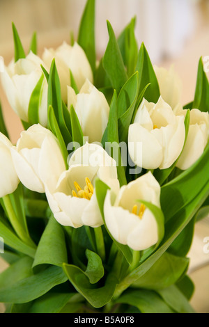 Eine Reihe von weißen Rosen. Stockfoto