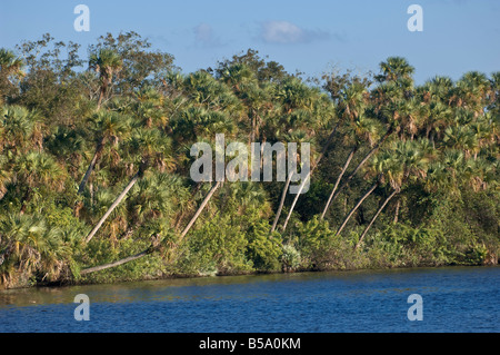 Palme entlang North Fork des Flusses Saint Lucie in Port Saint Lucie Florida N Gabel St. Lucie River Stockfoto