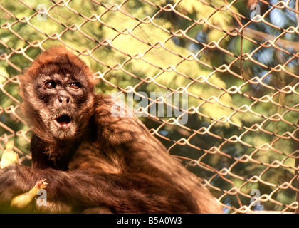 NAHRUNG PEALING PET GEFÄNGNIS GEFANGENE ERSCHRECKEN ANGST GRUSELIG SNACK SÜDAMERIKA SOMMER ABENDESSEN BEDROHUNG BEDROHLICH HART HÄSSLICH WACHSAM WILD LECKER ZOO Stockfoto