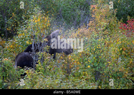 Elch Alces Alces weiblichen stehen in einem aspen Gebüsch im Herbst in den frühen Morgenstunden Stockfoto