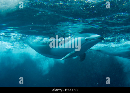 Dolphin Dive unter der Wasseroberfläche Stockfoto