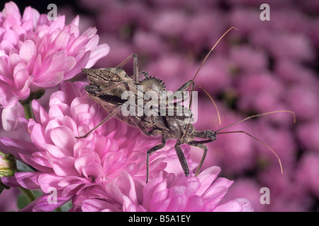 Paarung Rad Bugs auch Assassin Bug Arilus cristatus Stockfoto
