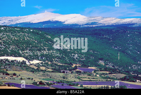 LAVENDEL FELDER 'SAULT' TAL UND DEM "MONT VENTOUX" BERG-PROVENCE-FRANKREICH Stockfoto