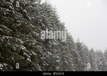 Schnee und Eis für Nadelbäume in einem Wald County Antrim-Nordirland Vereinigtes Königreich Stockfoto