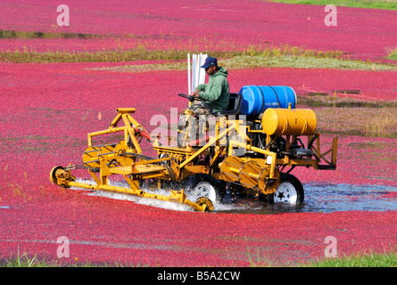 Nasse Ernte der rote reife schwebenden roten Cranberries in einem überschwemmten Plymouth County, New England cranberry mit einem Mann und Ausrüstung bog Stockfoto