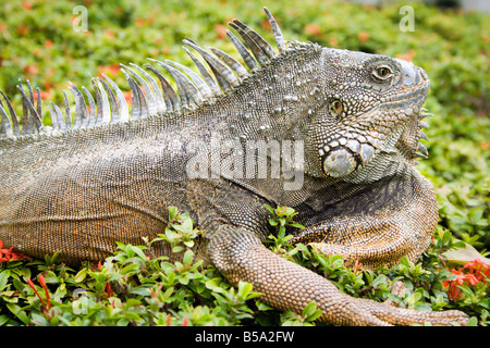 Iguana im Parque Bolivar Bol var Seminario Park in Guayaquil Ecuador Südamerika Stockfoto