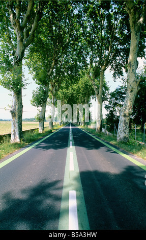 Schattige Weg gesäumt mit Platanen LANGUEDOC FRANKREICH EUROPA Stockfoto