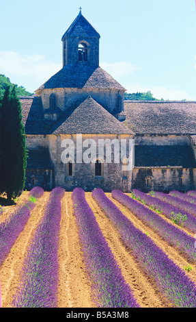 Reihen von blühenden Lavendel und "SENANQUE" ZISTERZIENSERABTEI 12. Jahrhundert LUBERON PROVENCE Frankreich Stockfoto