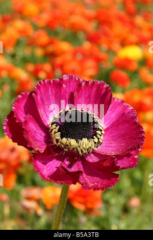 USA-Ranunculus ist eine große Gattung von etwa 400 Arten von Pflanzen in der Familie Butterblume Stockfoto