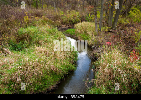 Heron Creek Stockfoto