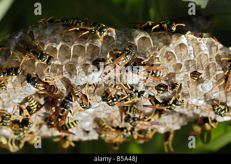 European Paper Wasp (Polistes Dominulus, Polistes Dominula, Polistes Gallicus), mehrere Personen am nest Stockfoto