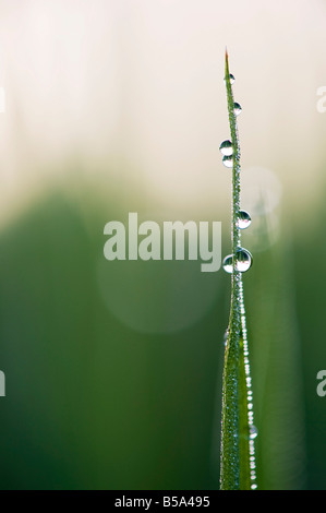 Tautropfen auf Reis Blätter reflektieren Licht, in der indischen Landschaft. Indien. Makro Stockfoto
