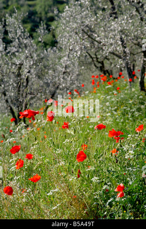 Mohnblumen im Olivenhain Stockfoto