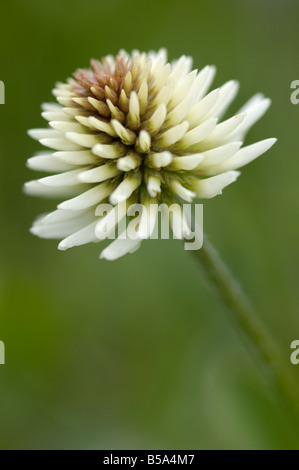 Klee, wilde Blumen, Ötztal Valley, Tirol, Österreich Stockfoto