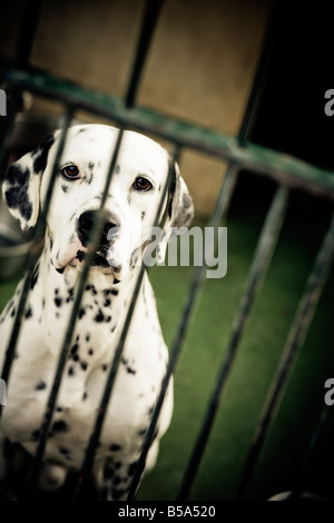 Hund im Tierheim. Dalmatiner. Stockfoto